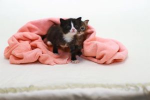 Calming cats and dogs during fireworks