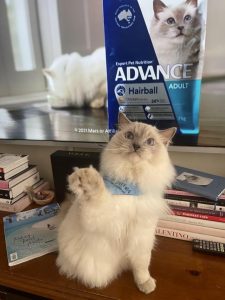 Meet Karl Lagerfeld, a superstar feline