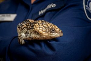 Native animals continually targeted for illegal wildlife trade