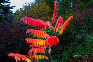 Capturing autumn from the ground with Jason East