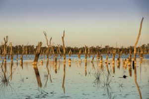 Lake of Scars documentary free screening at Memo Cinema