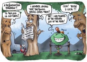 CARTOON: Rejuvenating the humble tree canopy