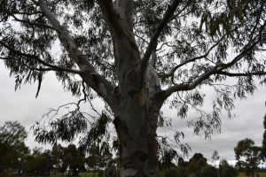 Protecting the unique environment of the Yarra Ranges