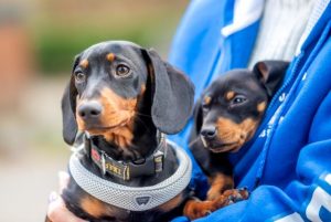 Domestic animal plan adopted by council for next four years