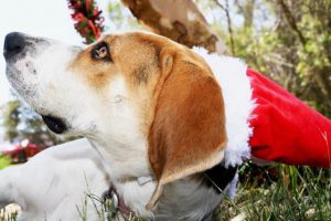 Helping end animal homelessness this Christmas