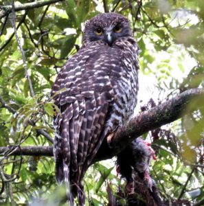 Limited owlets possible sign of powerful owl decline in Mount Evelyn