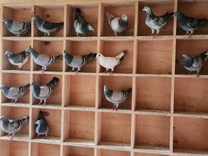 Healesville Greyhound Association takes the Croydon Homing Pigeon Club under their wing