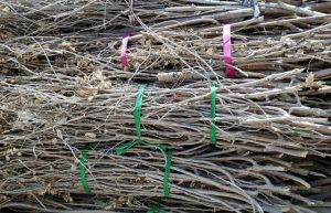 Bundled Branches collection coming up