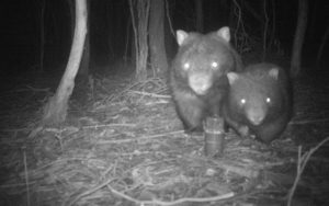 Native fauna caught on camera