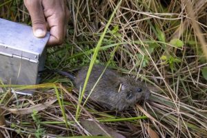 Ranges’ broad-toothed rat added to endangered species list