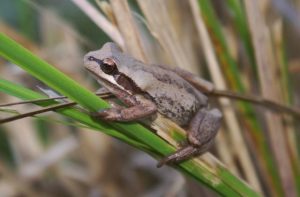 Learn about frogs in citizen census