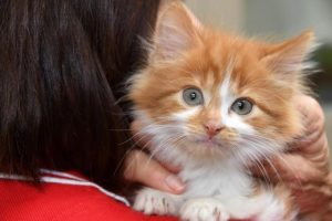 Vaccine shortage impact felt