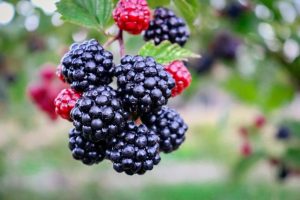Blackberries, a superfood or a childhood memory?