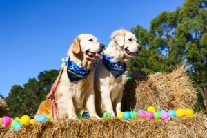 Permit debate sparked just weeks before popular event