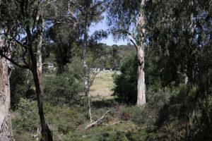 Fears build for platypus