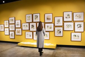 Where scientific beauty meets art: the work of the Scott sisters