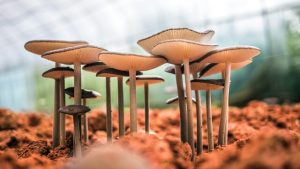 Mushroom season through literature