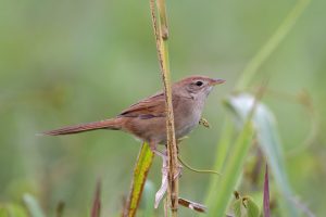 Bird watchers uncover rare flock in Lilydale
