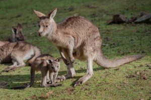 A ‘Walk and Talk’ to end commercial kangaroo killing