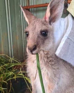 Delays and drama as Wildlife Victoria comes under fire