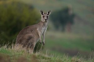 Proposed US legislation could ban the sale of kangaroo parts in the States
