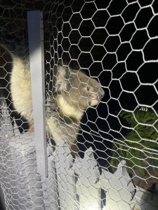 ‘Koality arrest’: Mooroolbark Police catch criminal koala