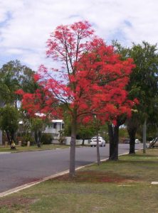 Mt Evelyn’s Flame Trees