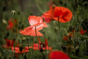 Anzac Day Services across the Outer East