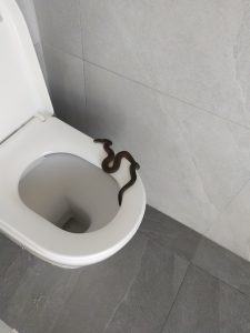 Snake found in toilet bowl