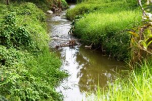 Local councils receive Green Links grants to protect local waterways