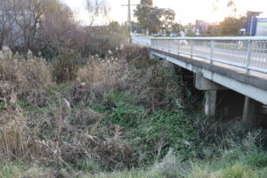 Overgrown creek sparks concern