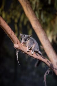 Landmark find as Leadbeater’s Possum discovered in New South Wales