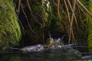 Working together To help the platypus thrive