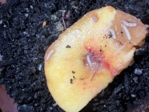 Responsibility left to growers as Fruit Fly Strategy ends