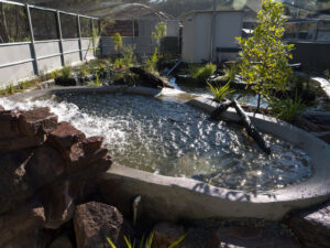 Swimming start to Australian Platypus Conversation Centre