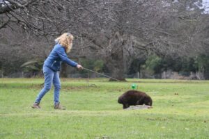 Government cuts hit wombat care as mange cases surge