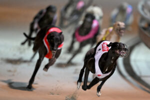 Policy costing finds Victoria could save big if greyhound racing was banned