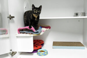 Yarra Ranges Council endorses two motions for animal pound service