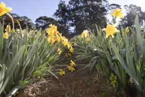 Nod to the daffodil