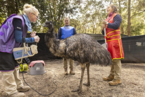 X-Tra care for emu needing X-Rays
