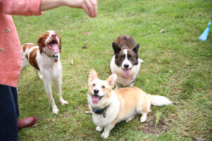 New enclosed dog parks proposed as part of new plan