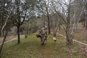 Skewed expectations spell trouble for truffle growers despite demand