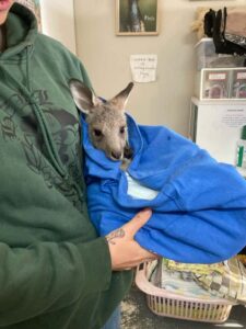 Lilydale students sewing the seeds of change