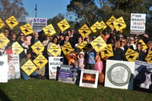 Residents rally for protection of kangaroos