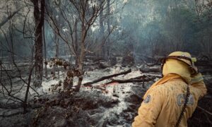 Montrose fire – the aftermath and regeneration