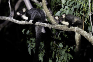 Great result for greater glider as court case set to create recovery plan