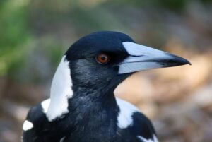 Watch out Yarra Ranges: It’s swooping season