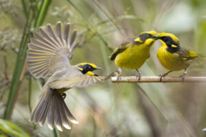 Biodiversity Blitz finishes with Yarra Ranges in top three