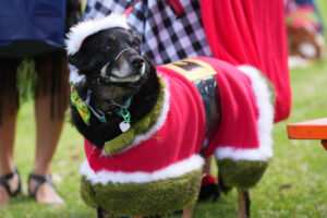 Doggo dress-ups are back