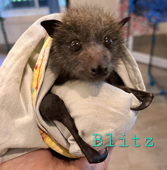 Local wildlife rescuers respond to the fire ground, full impact not yet known